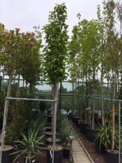 Beverboom (Magnolia Soulangeana Als Boom) 9 Beverboom (Magnolia Soulangeana Als Boom) -Groene Boom Winkel magnolia soulangeana boom 10 12cm