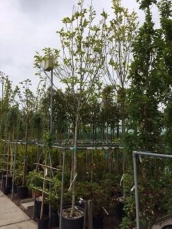 Beverboom (Magnolia Soulangeana Als Boom) 10 Beverboom (Magnolia Soulangeana Als Boom) -Groene Boom Winkel magnolia soulangeana boom 14 16cm