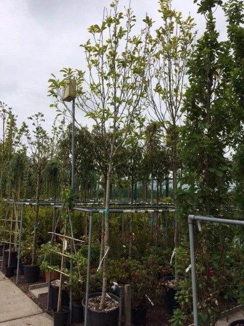 Beverboom (Magnolia Soulangeana Als Boom) 4 Beverboom (Magnolia Soulangeana Als Boom) - Afbeelding 4