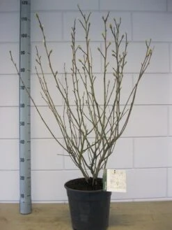 Stermagnolia (Magnolia Stellata) -Groene Boom Winkel magnolia stellata c7 november 1