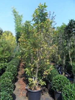 Beverboom, Struik (Magnolia Susan) -Groene Boom Winkel magnolia susan 175 200 c50