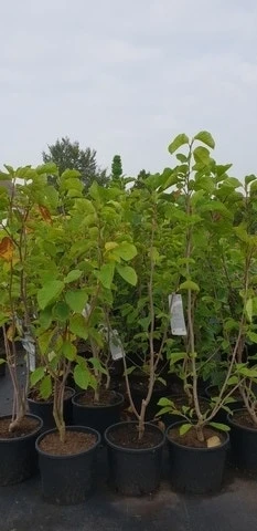 Magnolia (Magnolia 'Yellow River') 3 Magnolia (Magnolia 'Yellow River') - Afbeelding 3