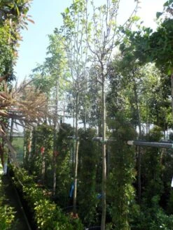 Beverboom (Magnolia 'Yellow River') 7 Beverboom (Magnolia 'Yellow River') -Groene Boom Winkel magnolia yellow river 10 12 14ho cont