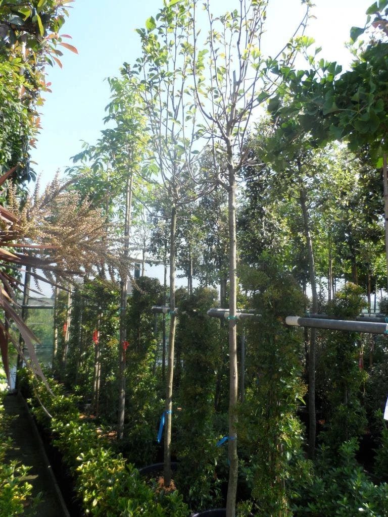 Beverboom (Magnolia 'Yellow River') 4 Beverboom (Magnolia 'Yellow River') - Afbeelding 4