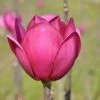 Beverboom (Magnolia 'Black Tulip') 19 Beverboom (Magnolia 'Black Tulip') -Groene Boom Winkel magnoliablacktulip3
