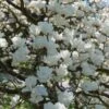 Beverboom (Magnolia Denudata) -Groene Boom Winkel magnoliadenudatav1