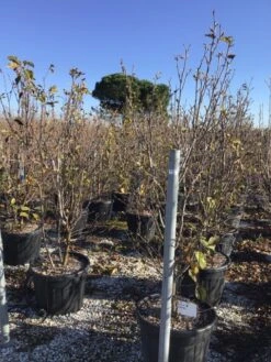 Beverboom (Magnolia 'Genie') -Groene Boom Winkel magnoliagenie02