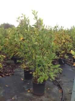 Beverboom (Magnolia Loebneri 'Leonard Messel') -Groene Boom Winkel magnolialeonardmessel02