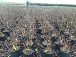 Beverboom (Magnolia Loebneri 'Leonard Messel') -Groene Boom Winkel magnolialeonardmessel03