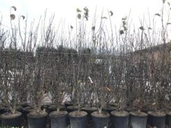 Beverboom, Struik (Magnolia Susan) -Groene Boom Winkel magnoliasusanwinter