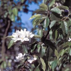 Sierappel (Malus 'John Downie') -Groene Boom Winkel majdowni 12