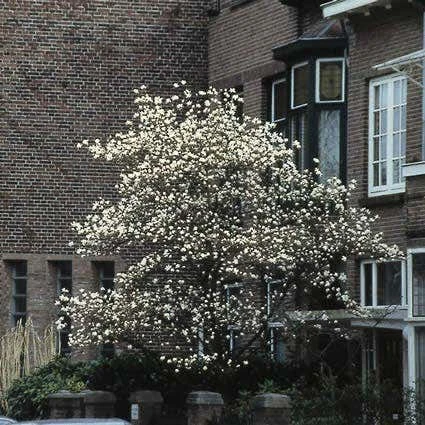 Beverboom (Magnolia Kobus) 2 Beverboom (Magnolia Kobus) - Afbeelding 2