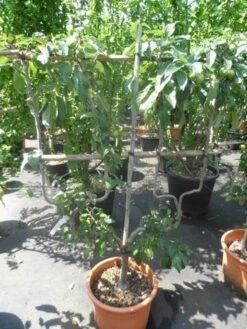 Appelboom (Malus Domestica ) 17 Appelboom (Malus Domestica ) -Groene Boom Winkel malus domestica eetappel dubbel u leivorm