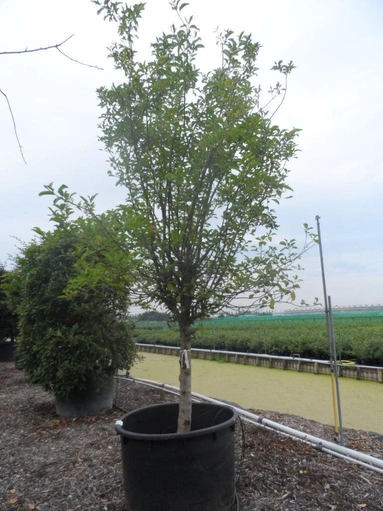 Appelboom (Malus Domestica ) 4 Appelboom (Malus Domestica ) - Afbeelding 4