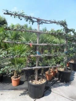 Appelboom (Malus Domestica ) 16 Appelboom (Malus Domestica ) -Groene Boom Winkel malus domestica eetappel oude leivorm