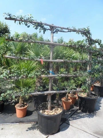 Appelboom (Malus Domestica ) 8 Appelboom (Malus Domestica ) - Afbeelding 8