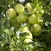 Appelboom (Malus Domestica 'Greensleeves') -Groene Boom Winkel malus domestica greensleeves