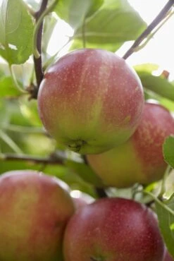 Appelboom (Malus Domestica 'Sterappel') -Groene Boom Winkel malus domestica rote sternrenette