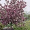 Sierappel (Malus 'Rudolf') -Groene Boom Winkel malus domestica rudolph01
