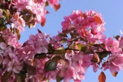 Sierappel (Malus 'Rudolf') -Groene Boom Winkel malus domestica rudolph02 1