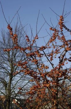 Sierappel (Malus 'Evereste') -Groene Boom Winkel malus evereste01