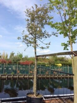 Sierappel (Malus 'Evereste') -Groene Boom Winkel malus evereste 2025cm