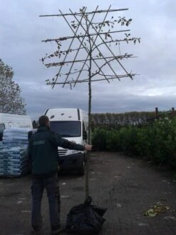 Sierappel Als Leiboom (Malus 'Evereste') -Groene Boom Winkel malus evereste lei