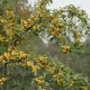 Sierappel (Malus 'Golden Hornet') -Groene Boom Winkel malus golden hornet01