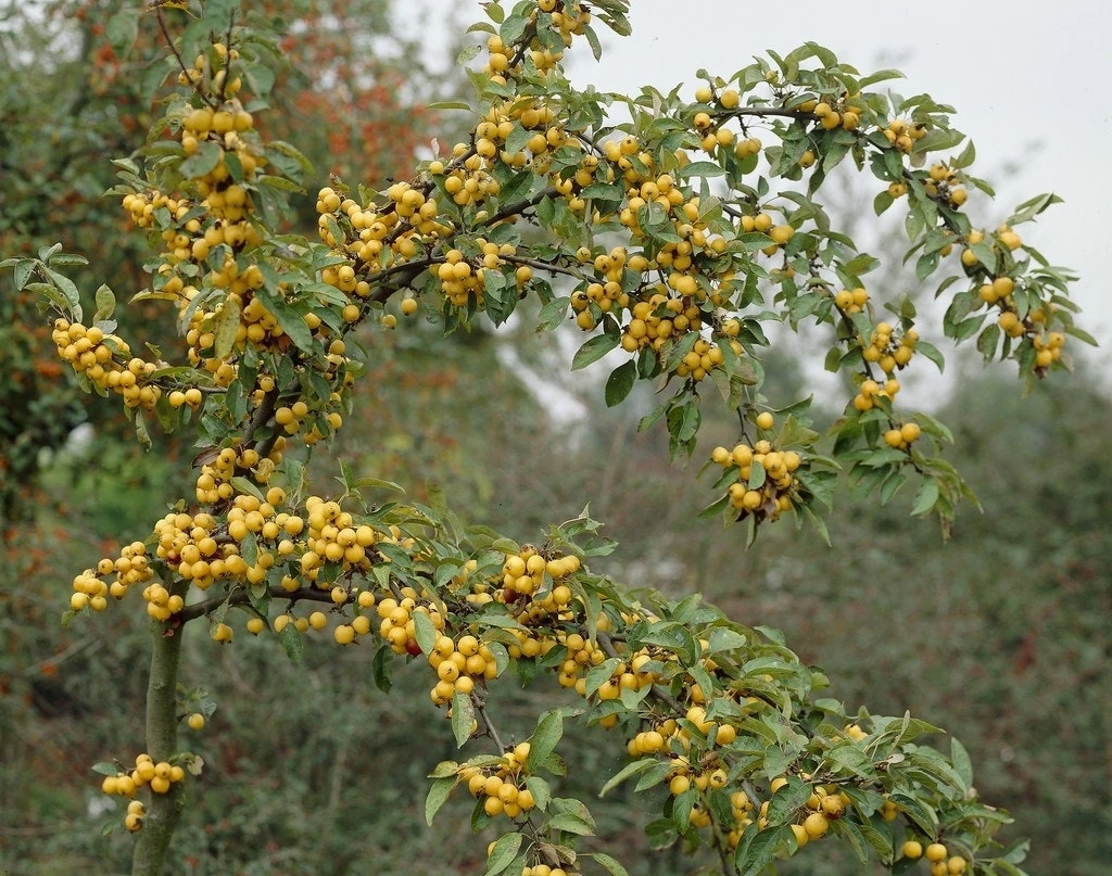 Sierappel Als Leiboom (Malus 'Golden Hornet') 3 Sierappel Als Leiboom (Malus 'Golden Hornet') - Afbeelding 3