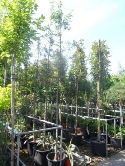 Sierappel (Malus 'Golden Hornet') -Groene Boom Winkel malus golden hornet 10 12ho cont