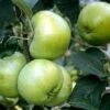 Appelboom (Malus Domestica 'Grenadier') -Groene Boom Winkel malus grenadeer