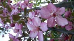 Sierappel (Malus 'Rudolf') -Groene Boom Winkel malus liset 2 1