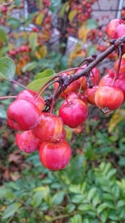 Sierappel (Malus 'Red Sentinel') -Groene Boom Winkel malus red sentinel