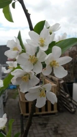 Sierappel (Malus 'Red Sentinel') -Groene Boom Winkel malus red sentinel 1