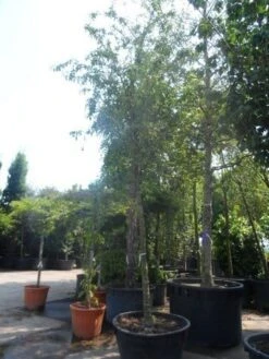 Sierappel (Malus 'Red Sentinel') -Groene Boom Winkel malus red sentinel 25 30ho c500