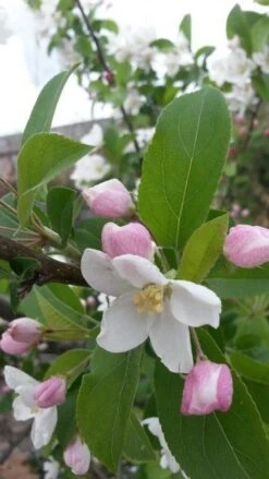 Sierappel (Malus 'Red Sentinel') -Groene Boom Winkel malus red sentinel 2