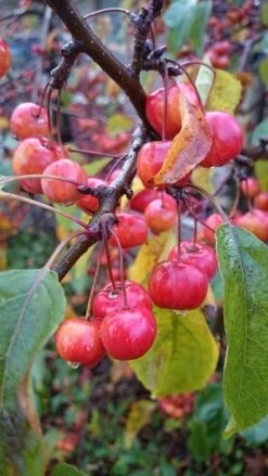 Sierappel Als Leiboom (Malus 'Red Sentinel') -Groene Boom Winkel malus red sentinel 2 3