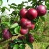 Lei-Appel (Malus Domestica 'Spartan') -Groene Boom Winkel malus spartan