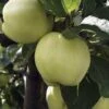 Appelboom (Malus Domestica 'Transparente Jaune') -Groene Boom Winkel malus transpaente jaune