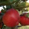 Lei-Appel (Malus Domestica 'Winston') -Groene Boom Winkel malus winston