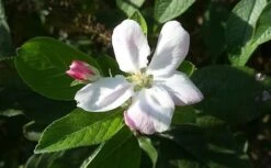 Appelboom (Malus Domestica 'Elstar') 9 Appelboom (Malus Domestica 'Elstar') -Groene Boom Winkel maluselstarbloesem01 2