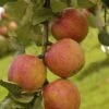 Appelboom (Malus Domestica 'Laxton's Superb') -Groene Boom Winkel maluslaxtonsuperbv01