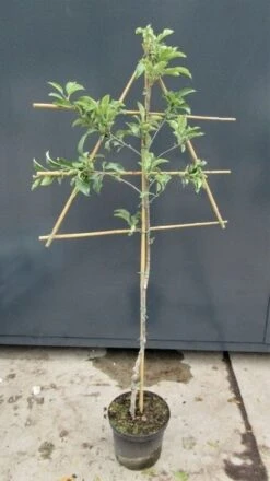 Lei-Appel (Malus Domestica 'Greensleeves') -Groene Boom Winkel malusleivorm2 6 3