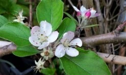 Lei-Appel (Malus Domestica 'Summerred') -Groene Boom Winkel malussummerredbloesem01 1