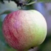Lei-Appel (Malus Domestica 'Worcester Pearmain') -Groene Boom Winkel malusworcesterpearmainv01 1