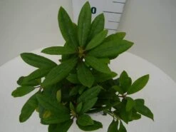 Rhododendron (Rhododendron 'Marcel Menard') 24 Rhododendron (Rhododendron 'Marcel Menard') -Groene Boom Winkel marcel mennard c2 boven