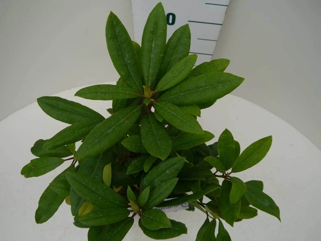 Rhododendron (Rhododendron 'Marcel Menard') 5 Rhododendron (Rhododendron 'Marcel Menard') - Afbeelding 5