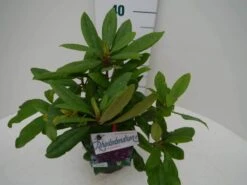 Rhododendron (Rhododendron 'Marcel Menard') 25 Rhododendron (Rhododendron 'Marcel Menard') -Groene Boom Winkel marcel mennard c2 zij