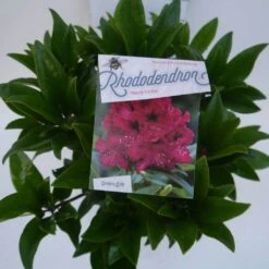 Rhododendron (Rhododendron 'Marie Forte') -Groene Boom Winkel marie forte c5 boven