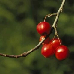 Sierappel (Malus 'Red Sentinel') -Groene Boom Winkel marsenti 17